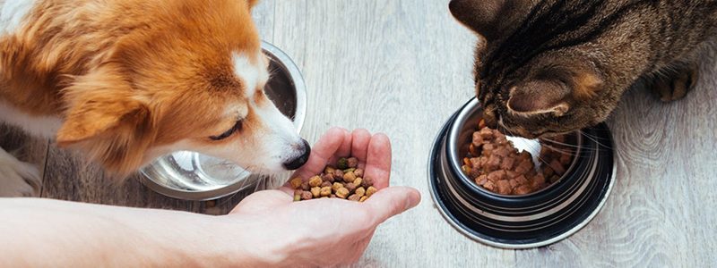 petfoodE.jpg
